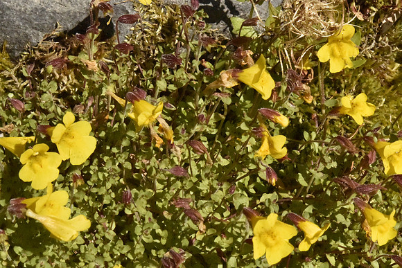 Seep-spring Monkeyflower
