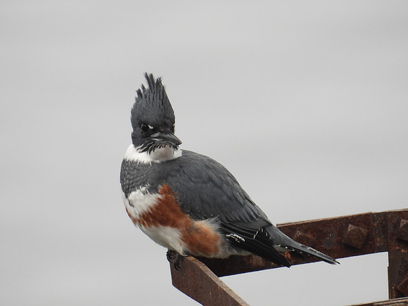 Belted Kingfisher 3