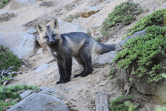 Cascade Fox 2958