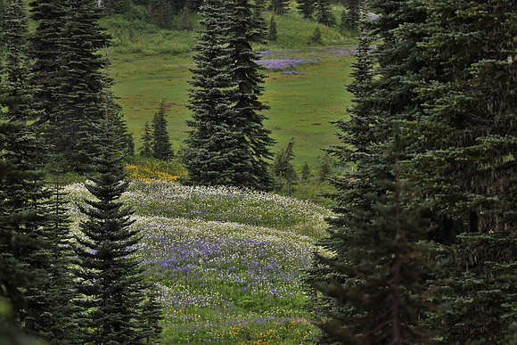 8-8-20 MR 958 Flowers on Lower Paradise Valley Road