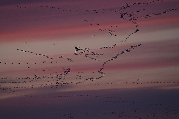 Snowgeese Heading to Roost