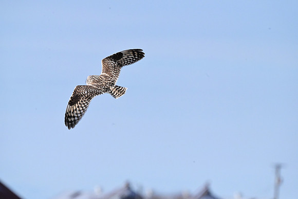 Short-eared owl 4