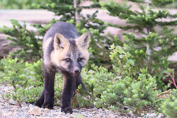 Cascade fox 23