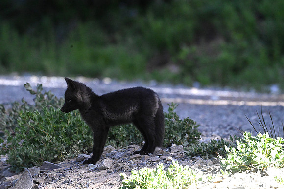 Cascade fox 2695