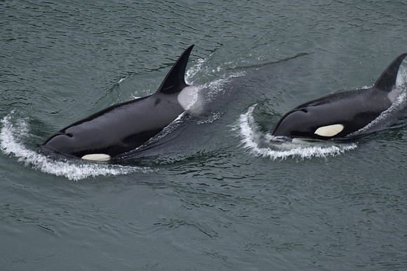 Orcas