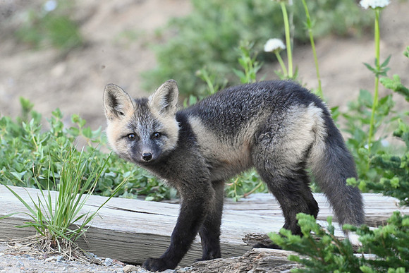 Cascade Fox 2506