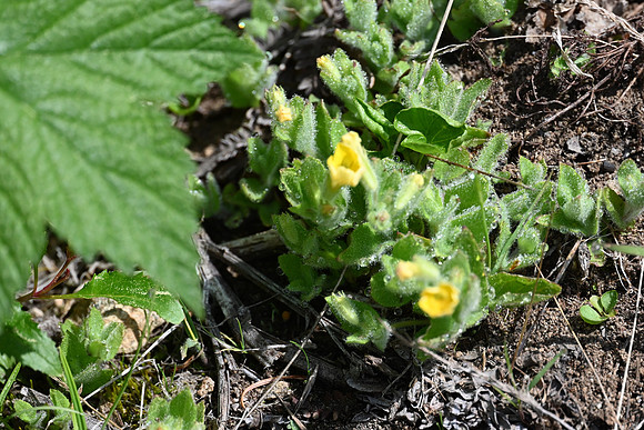 Musk Monkeyflower