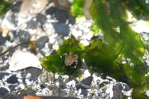 Hairy Hermit crab