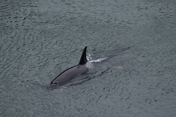 orcas