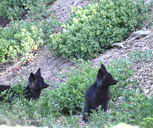 Cascade foxes 2908
