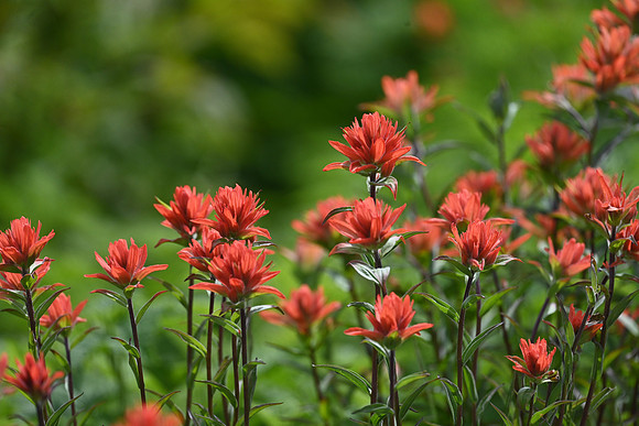Scarlet Paintbrush