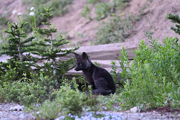 Cascade Fox Kit