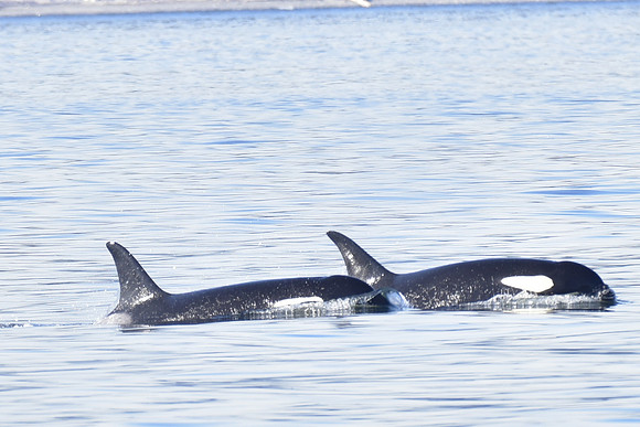 orca