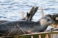 Harbor Seal 4