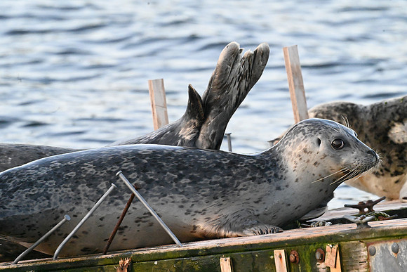 Harbor Seal 4