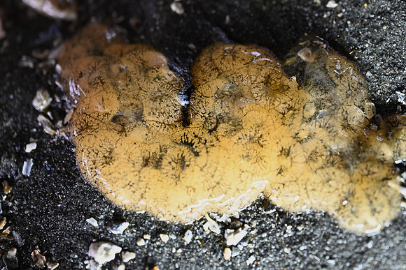 Striped Nudibranch eggs