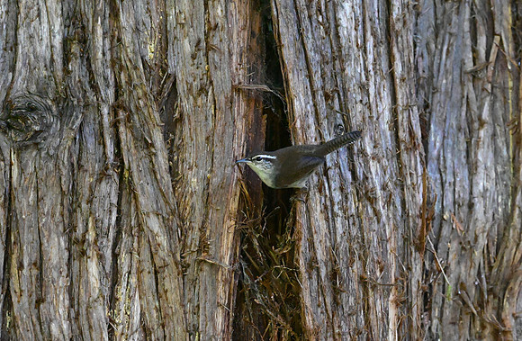 Bewick's Wren protecting her nest