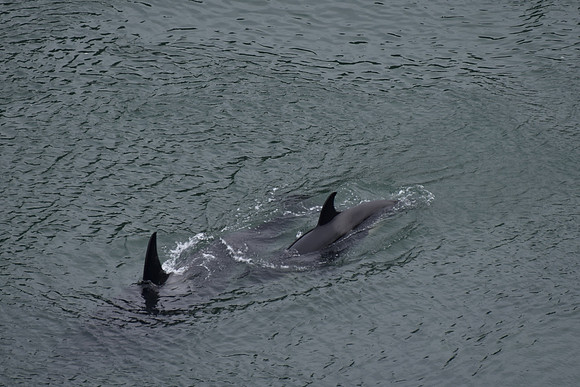 Orcas