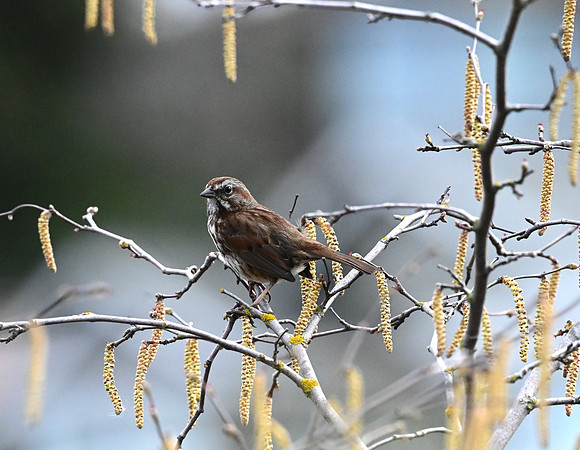 Song Sparrow