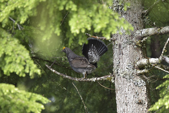 Sooty Grouse in Tree