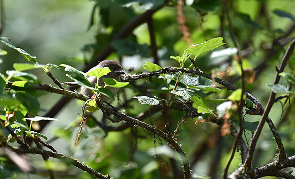 Bushtit Fledgling