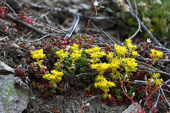 Oregon Stonecrop