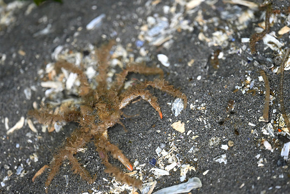 Graceful Decorator Crab