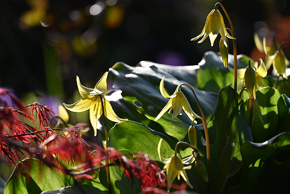 Yellow Lilies