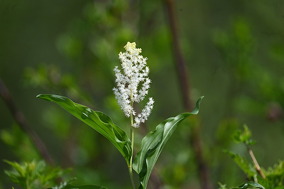 False Solomon's Seal