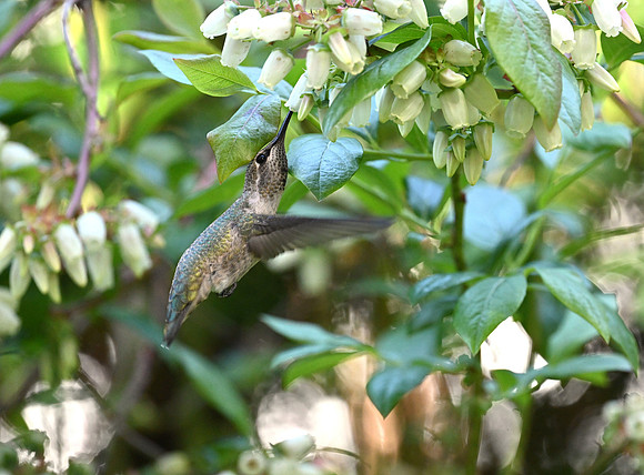Anna's Hummingbird