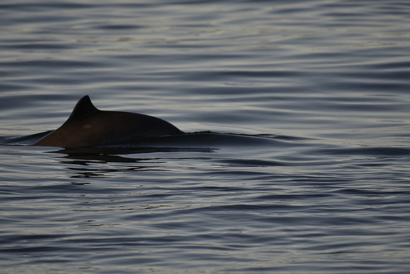Harbor Porpoise6851
