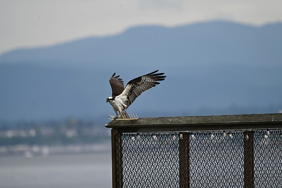 Juvenile Osprey