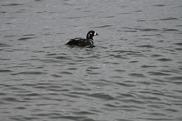 Harlequin Duck