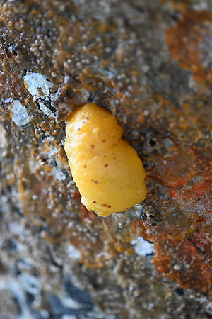 Monterey sea Lemon 8