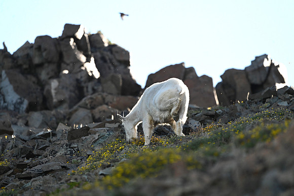 Mountain Goat 11