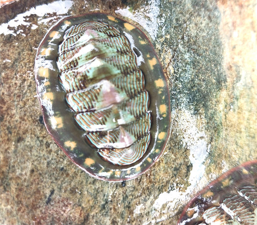 Blue Lined Chiton