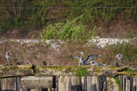 Blue Heron rookery
