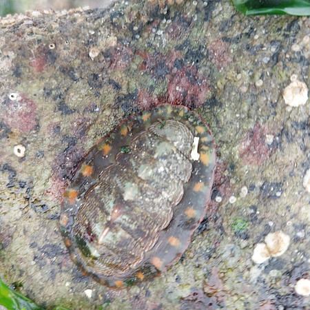 Lined Chiton