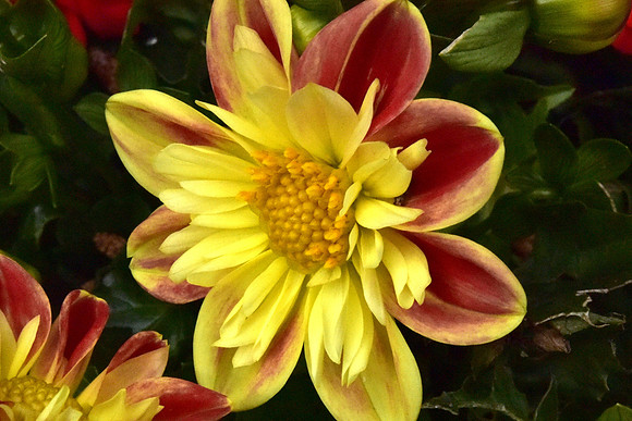 Petitie Dalhia
