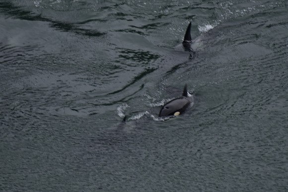 Orcas