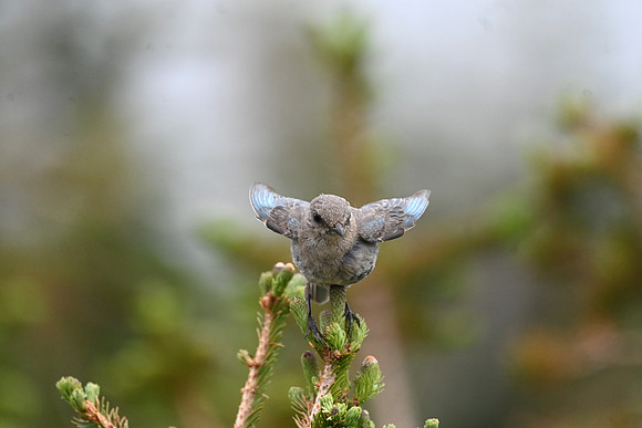 Bluebird liftoff