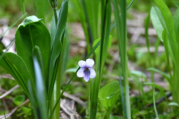 Marsh Violet