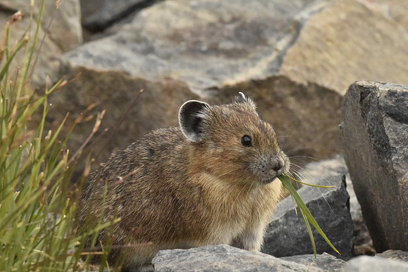 Pika