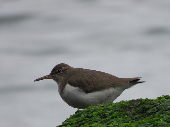 Spotted Sandpiper