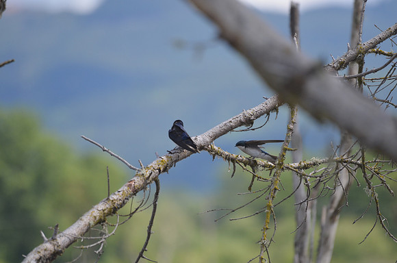 Tree Swallows