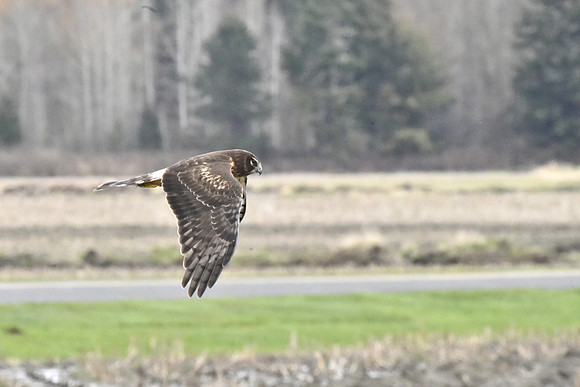 N. Harrier 12