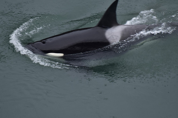 Orca