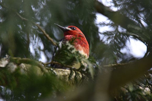 Red-breasted Sapsucker