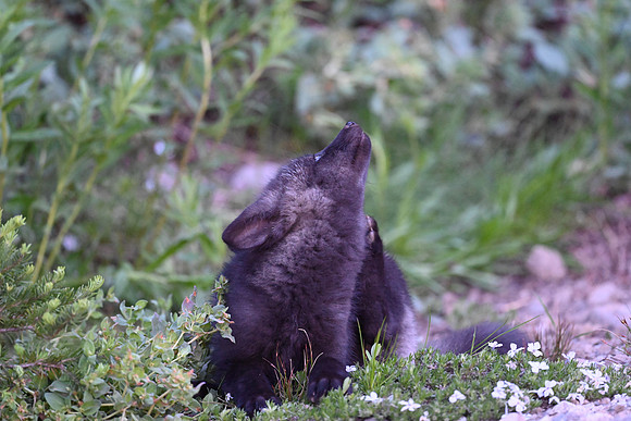 Cascade Fox Kit
