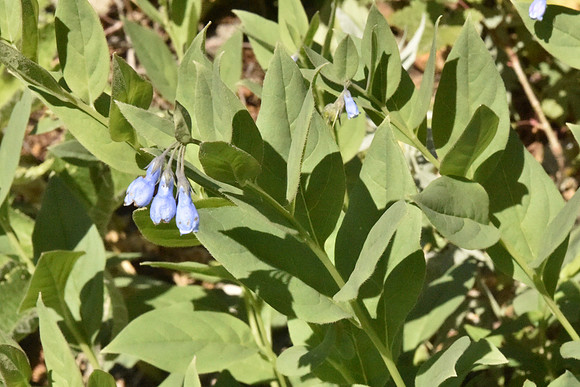 Tall Bluebells